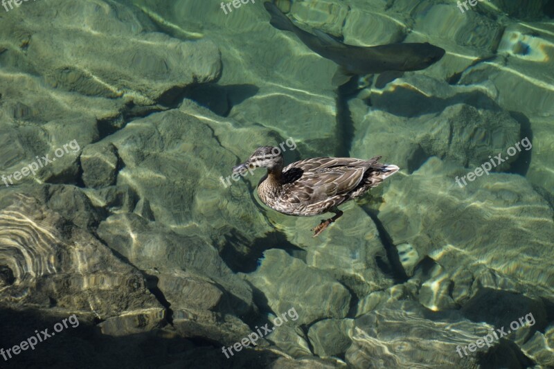 Lake Fish Duck Clear Water Nature