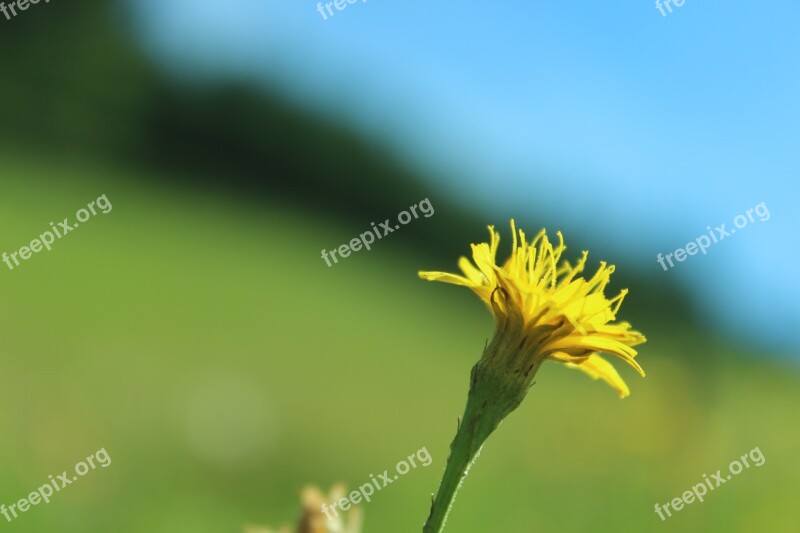 Dandelion Close Up Nature Out Of Focus Pointed Flower