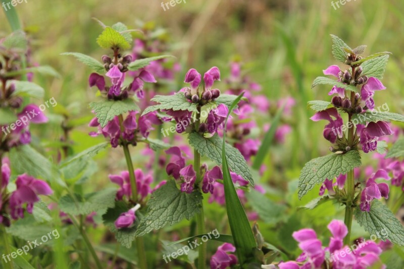 Gundelrebe Nature Green Violet Close Up