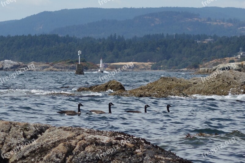 Canada Geese Victoria Bc Ocean