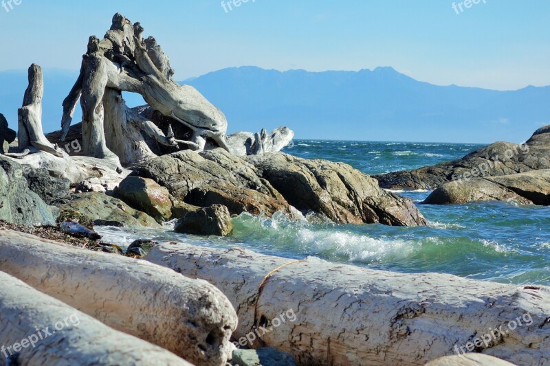 Ocean Victoria Bc Drift Wood Free Photos