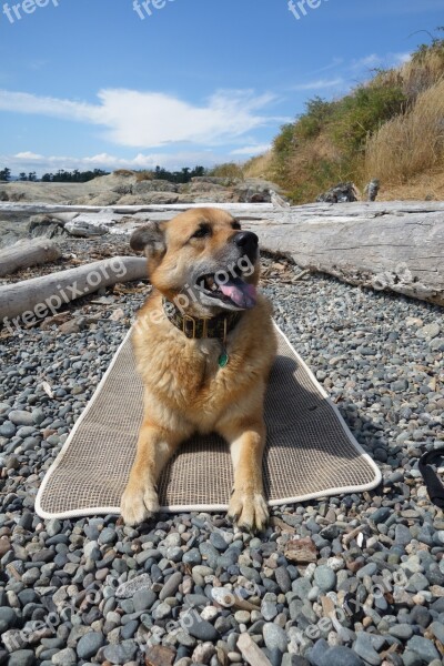 Dog Yoga Mat Ocean Victoria