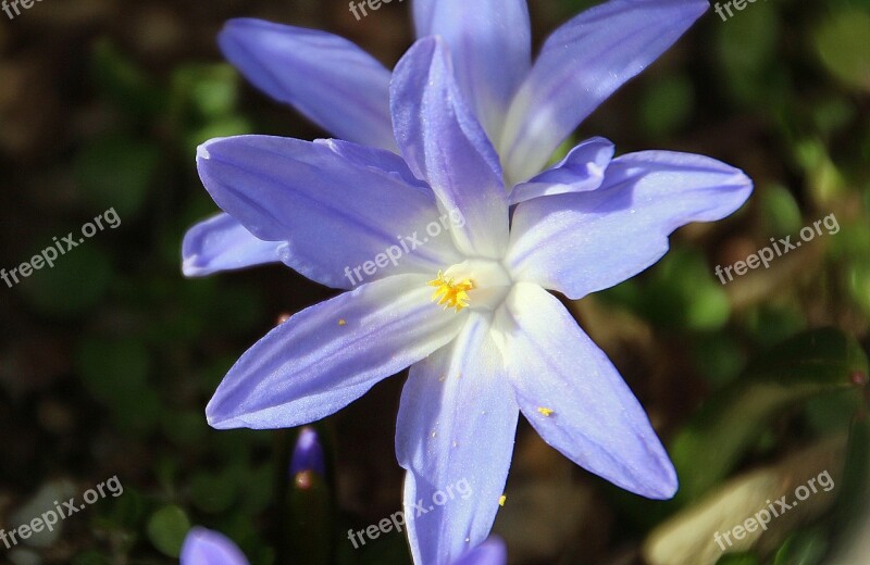 Blue Star Scilla Flower Garden Violet Spring