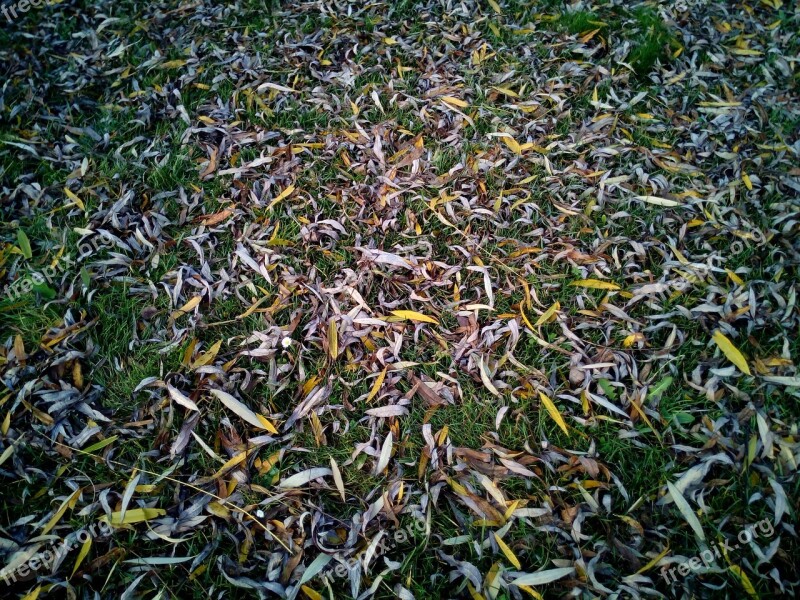 Leaves Dry Soil Falls Texture