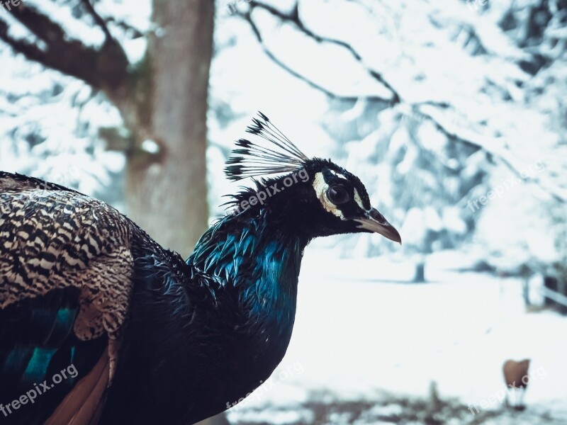 Winter Peacock Snow Animal Bird