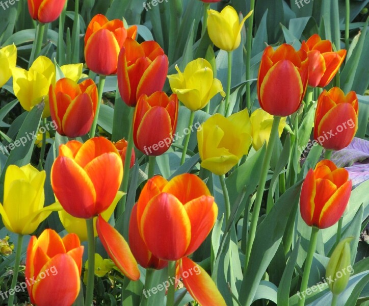 Tulips Blooms Blossoms Floral Macro