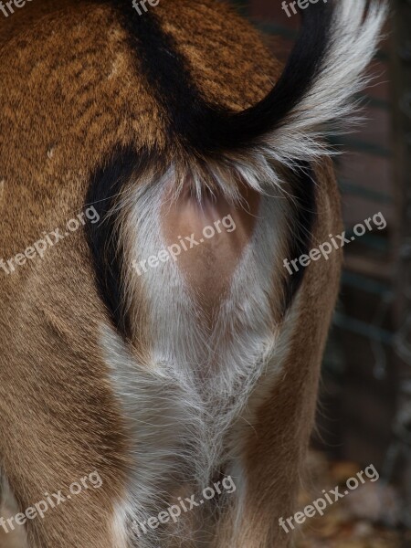 Roe Deer Rear Mirror Brown Tail