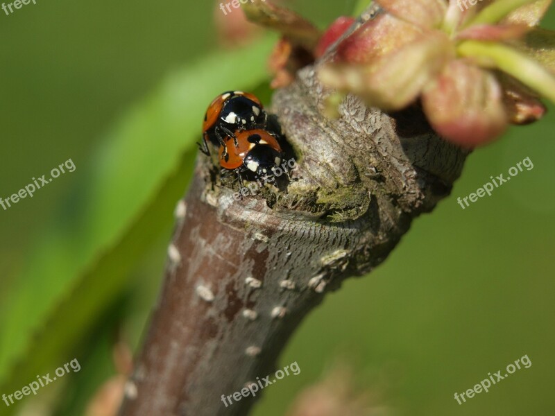 Ladybug Pairing Close Up Insect Free Photos