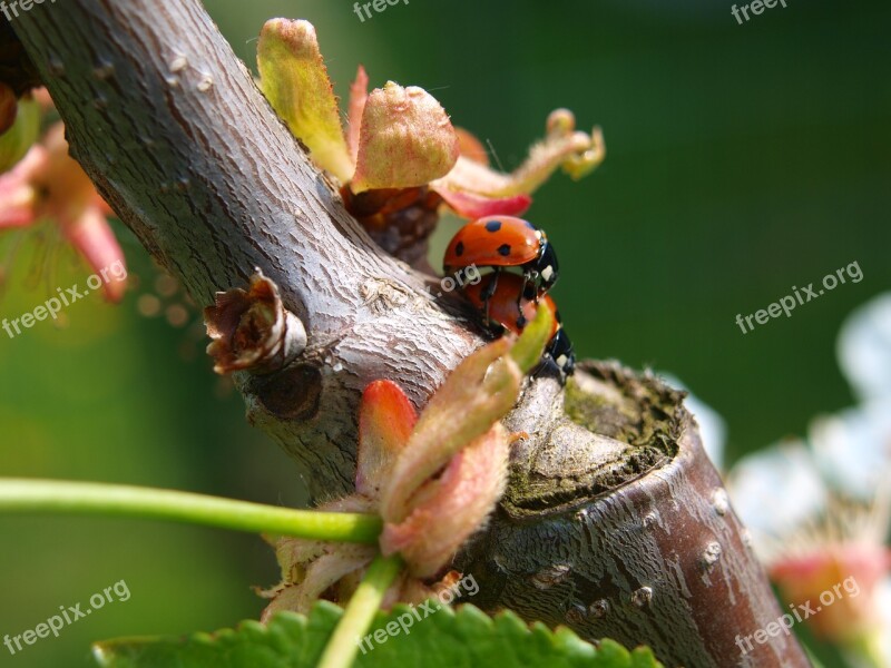 Pairing Insect Ladybug Lucky Charm Love