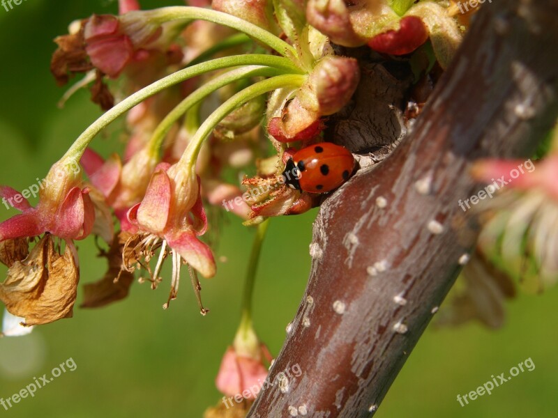 Beetle Ladybug Red Lucky Charm Insect