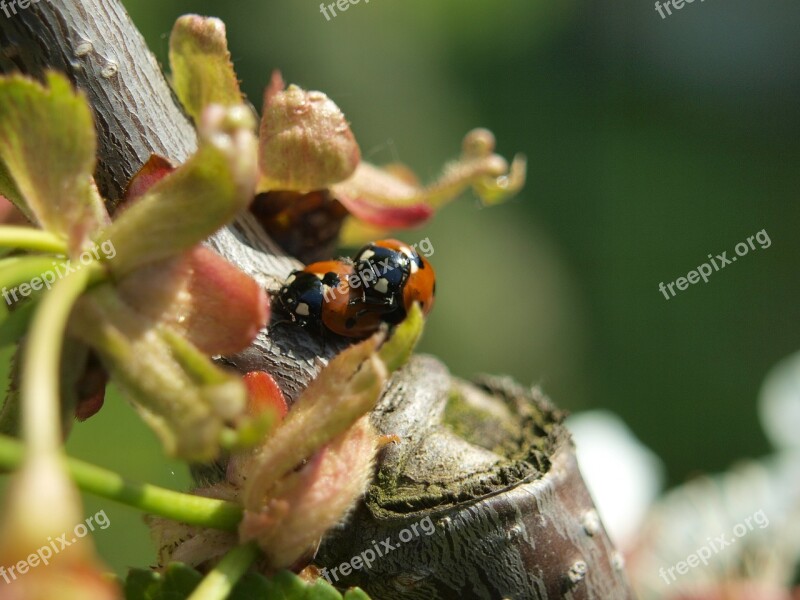 Beetle Ladybug Luck Pairing Close Up