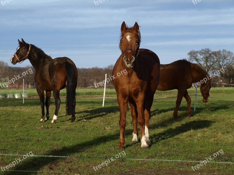 Horse Pasture Nature Coupling Graze