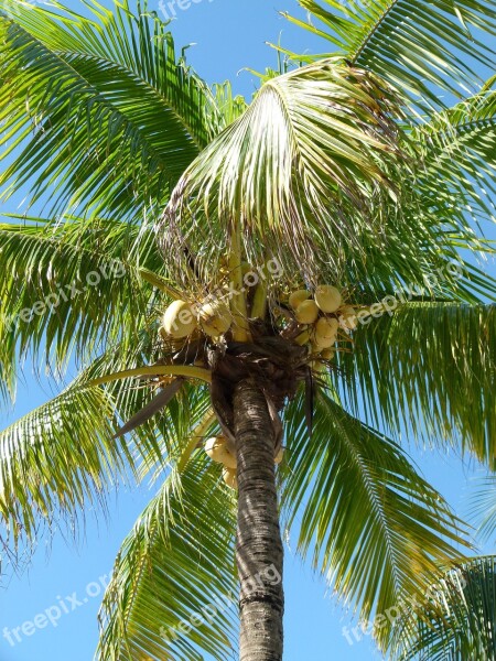 Palm Coconut Tree Coconut Tropical Coconuts