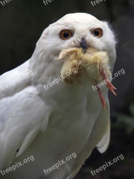 Owl White Nature Eat Hunting