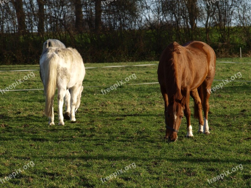 Pasture Eat Graze Coupling Mold