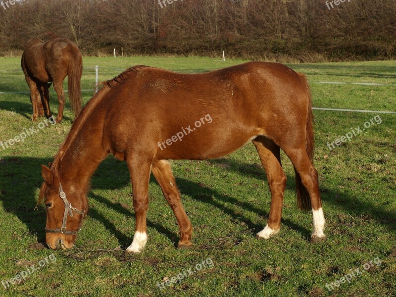 Horse Ride Equestrian Mare Nature