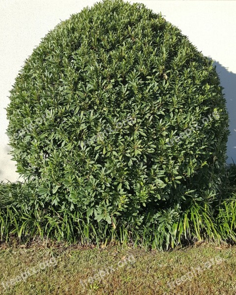 Tree Shrub Leaves Green Landscaping