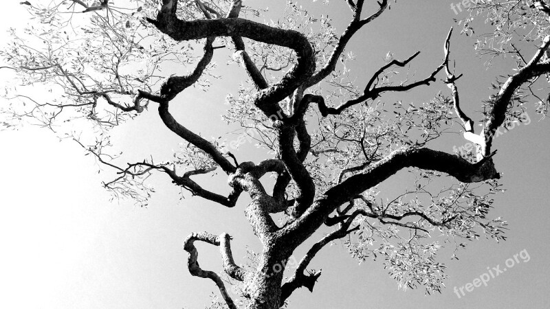 Tree Filigree Black And White Free Photos