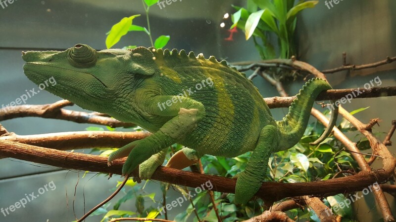 Chameleon Green Zoo Living Nature Free Photos