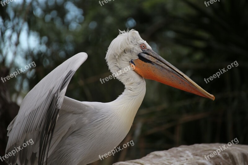 Pelican Zoo Ave Peak Fauna