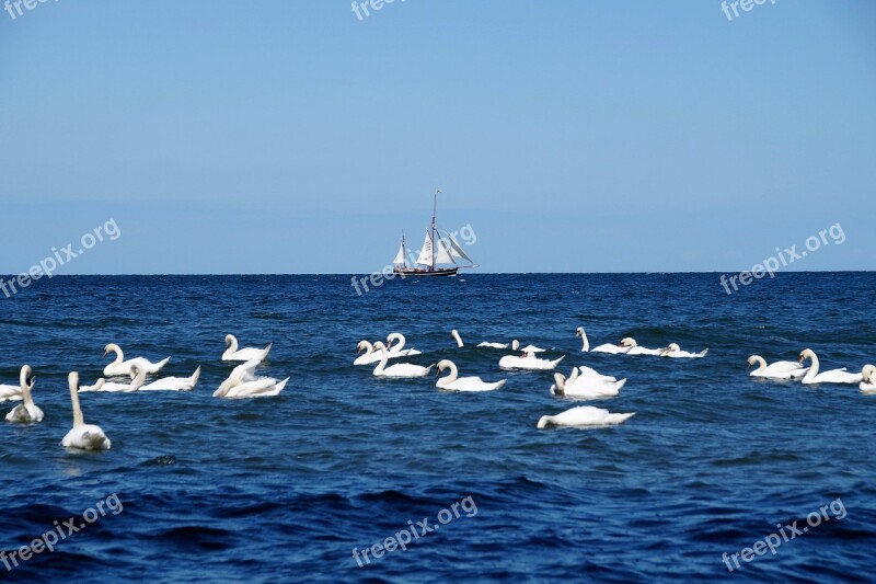 Sea Sailing Boat Swans Ship The Baltic Sea