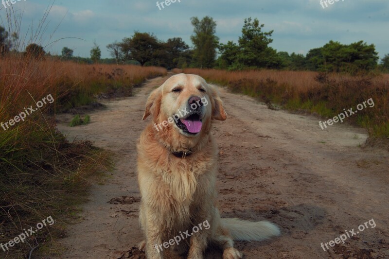 Dog Outside Nature Forest Woods