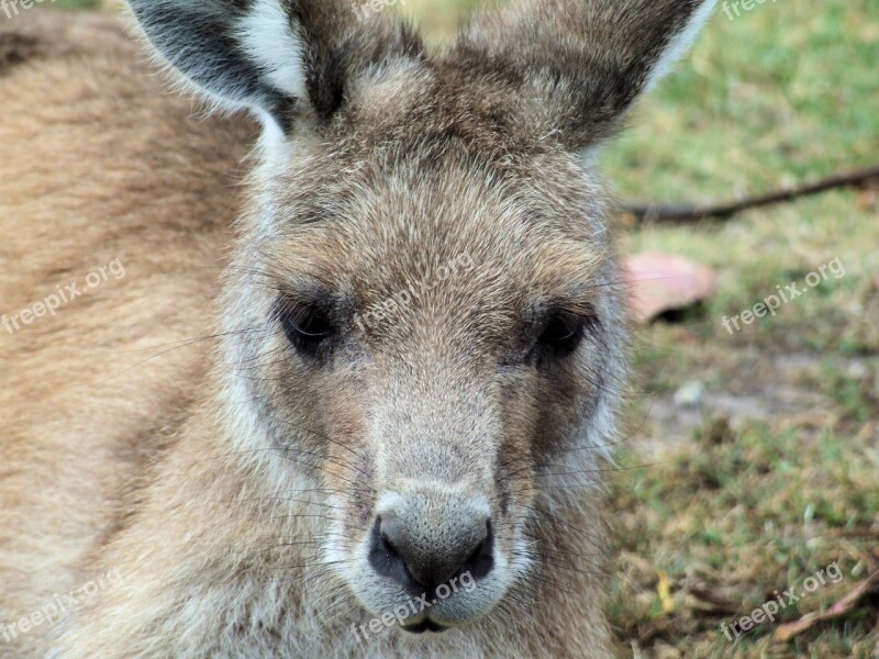 Kangaroo Eastern Grey Animal Marsupial Australian