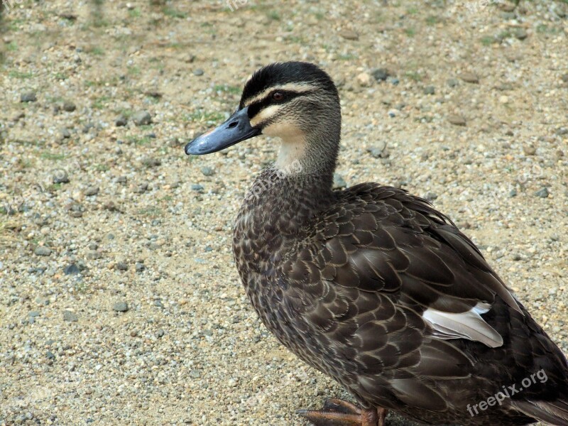 Duck Mallard Waterfowl Bird Wildlife