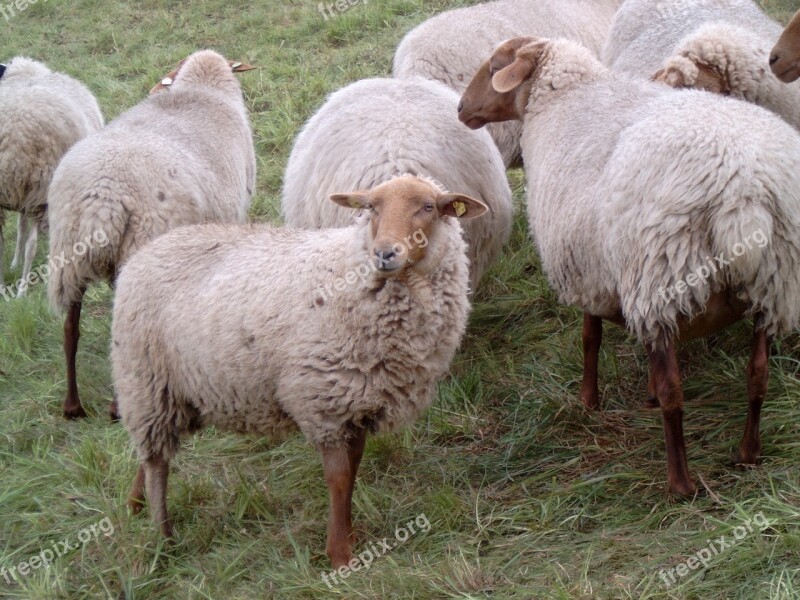 Sheep East Frisia Dike Animals Herd Animals