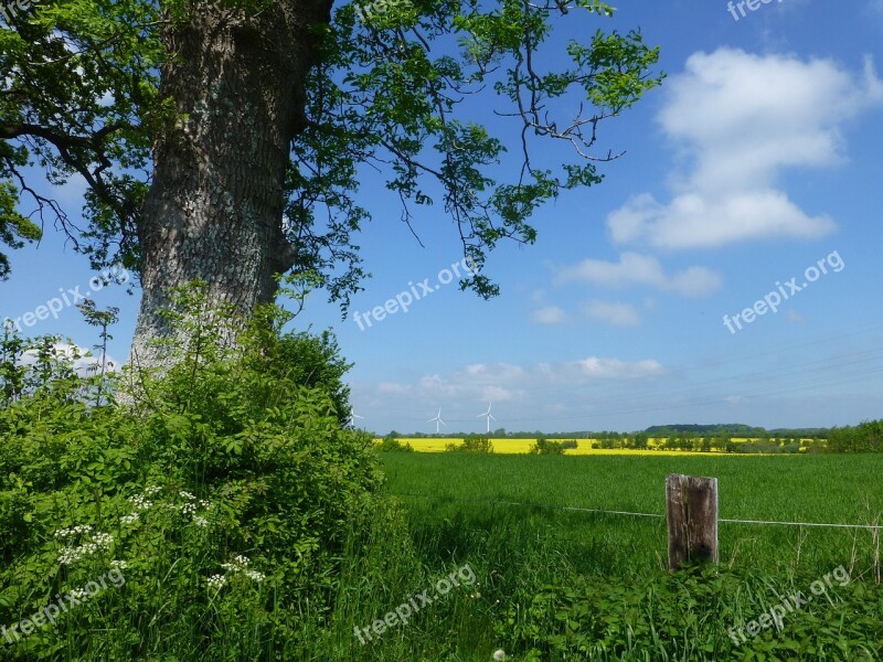 Field Of Rapeseeds Landscape Oilseed Rape Field Spring