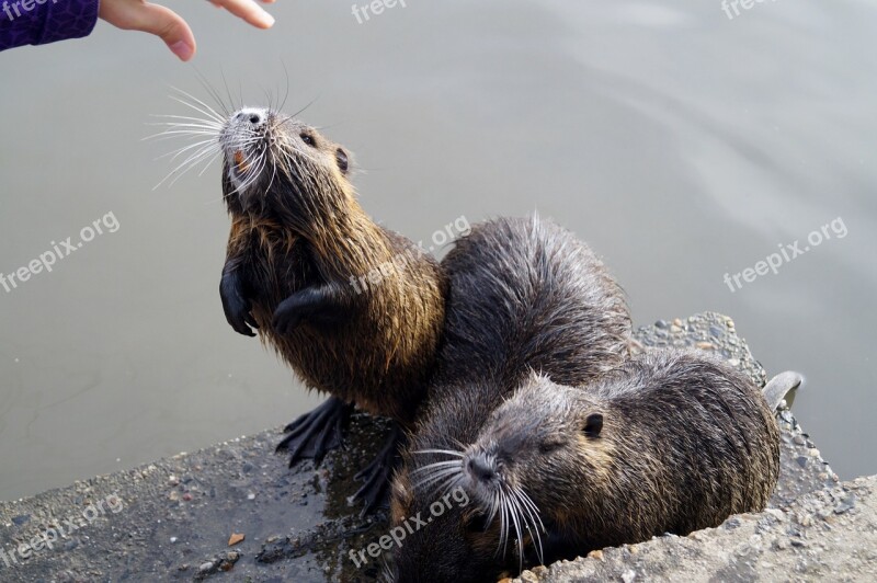 Nutria Aquatic Animal Hungry Begging Feeding