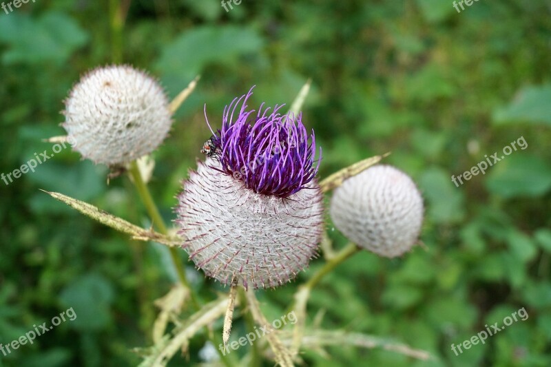 Thistle Flower Prickly Plant Fucking