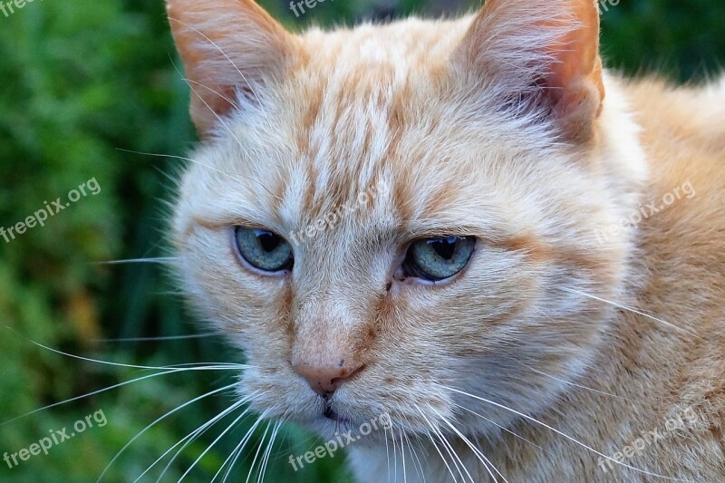 Cat Redheaded Pet Tomcat Head