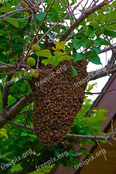 Bees Honeybees Moving Hive Colony Relocating