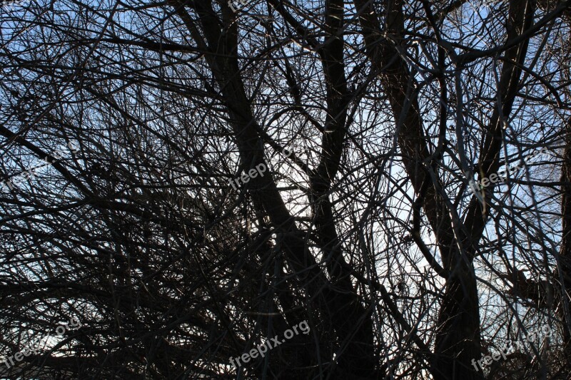 Tree Crown Aesthetic Windschief Branches