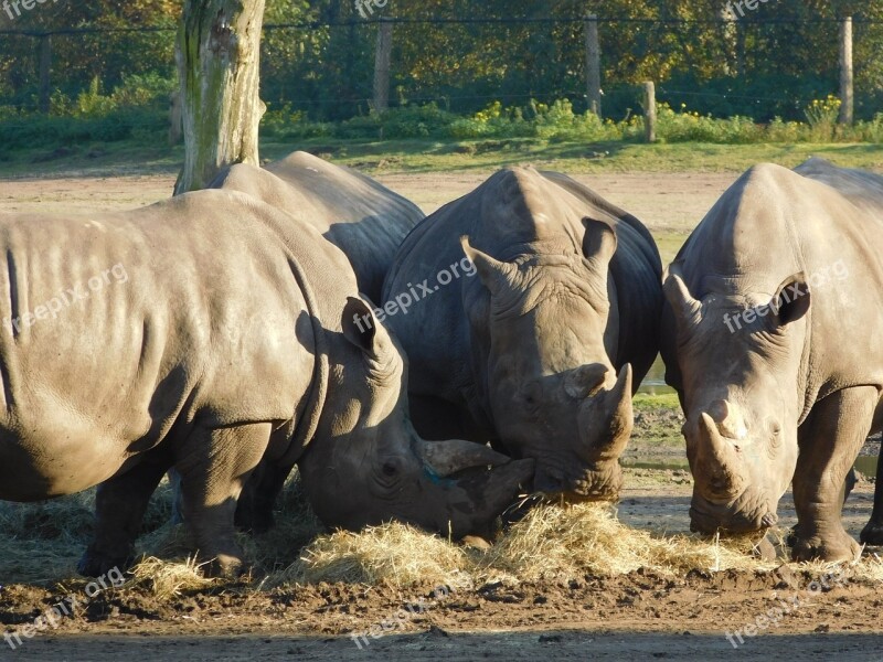 Rhino Wild Animal Wildlife Park Free Photos