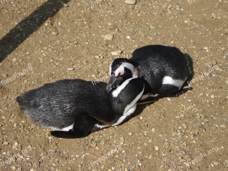 Birds Penguins Black White Friends