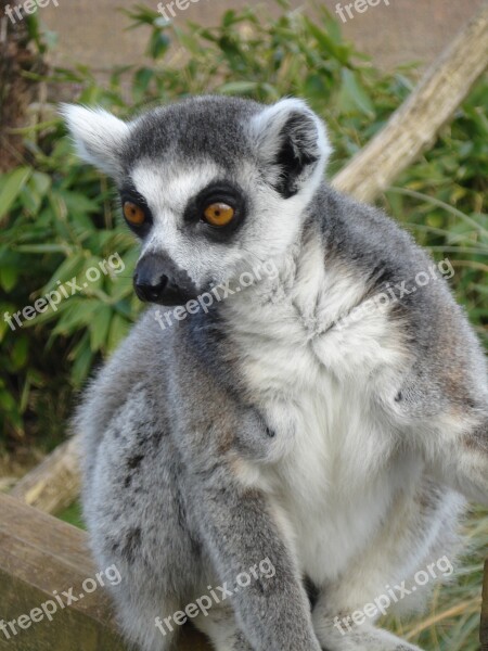 Animal Fur Grey Lemur Sitting