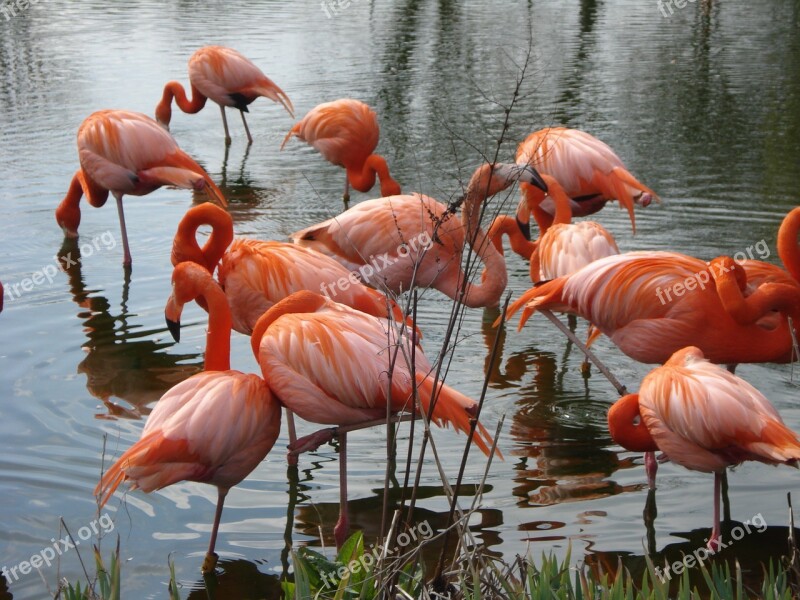 Birds Pink Nature Animal Feathers