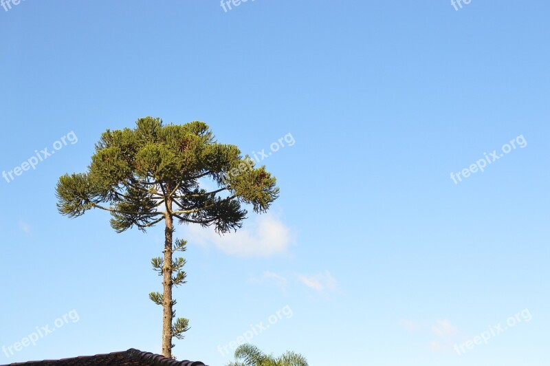 Curitiba Tree Araucaria Pinheiro Nature