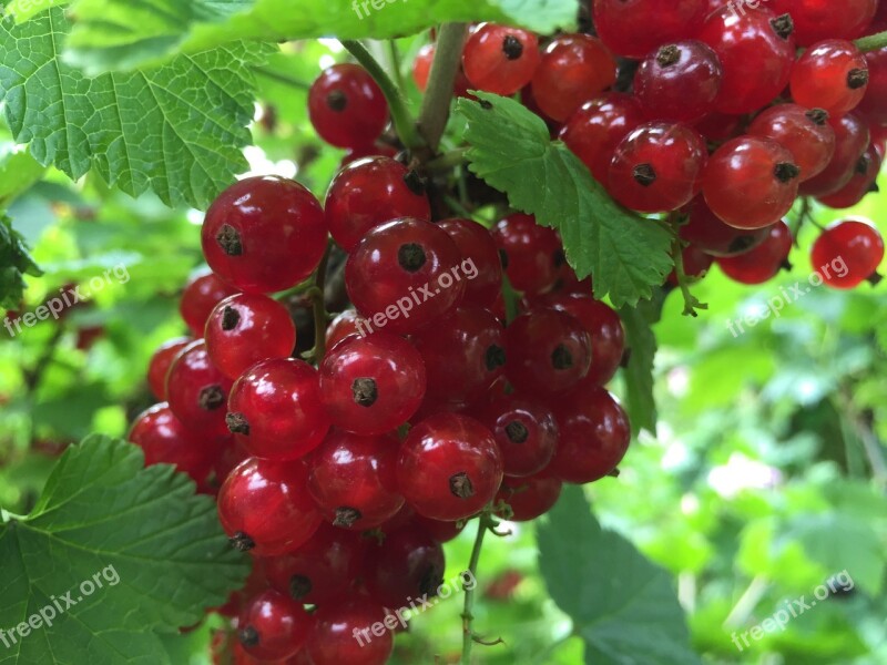 Red Currants Delicious Vitamins Currants Berries