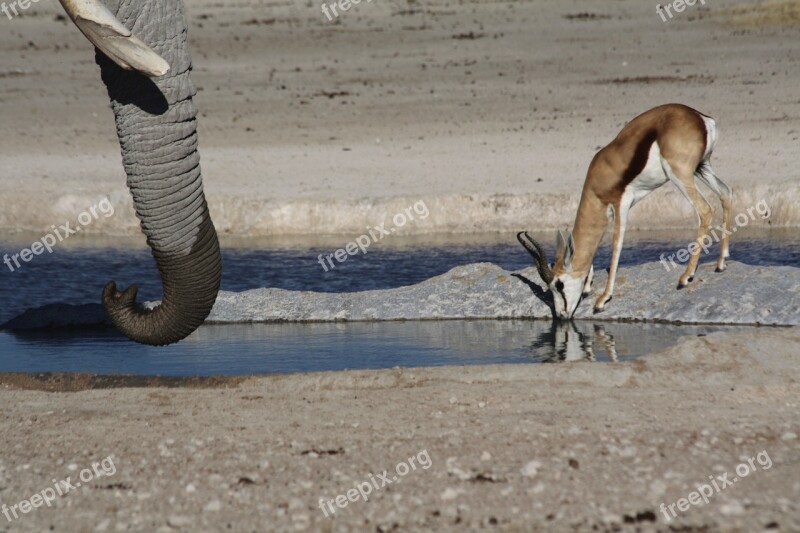 Animals Elephant Antelope Africa Safari