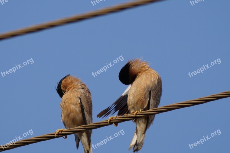 Birds Acting Etching Twins Resolution