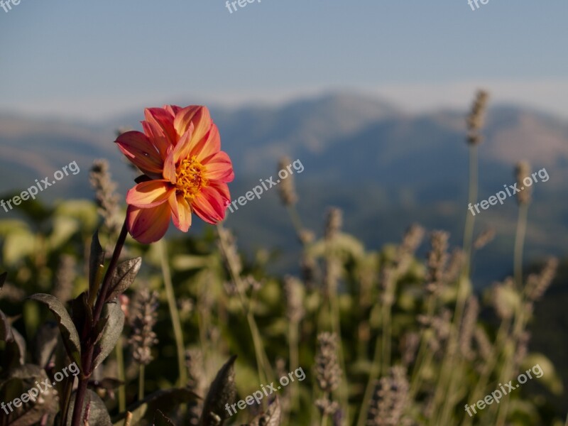 Flower Mountain Flowers Summer Nature