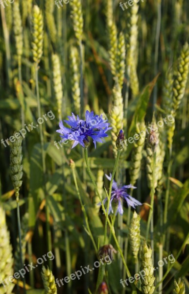 Cornflower Flower Summer Meadow Cereals