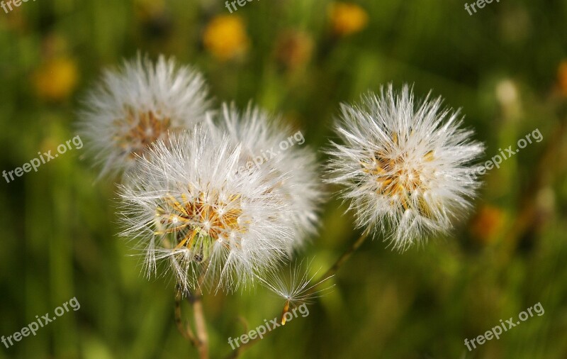 Dandelions Nature Flora Meadow Summer