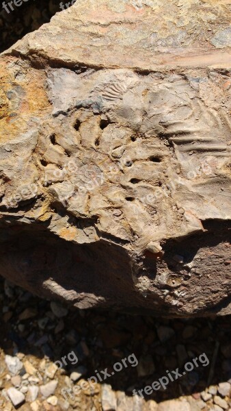 Fossil Stone Earth Free Photos