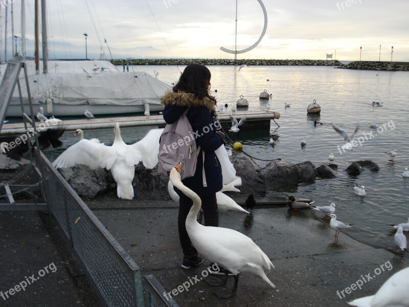 Thief Swans The Thief Sneak Thief Lake Geneva