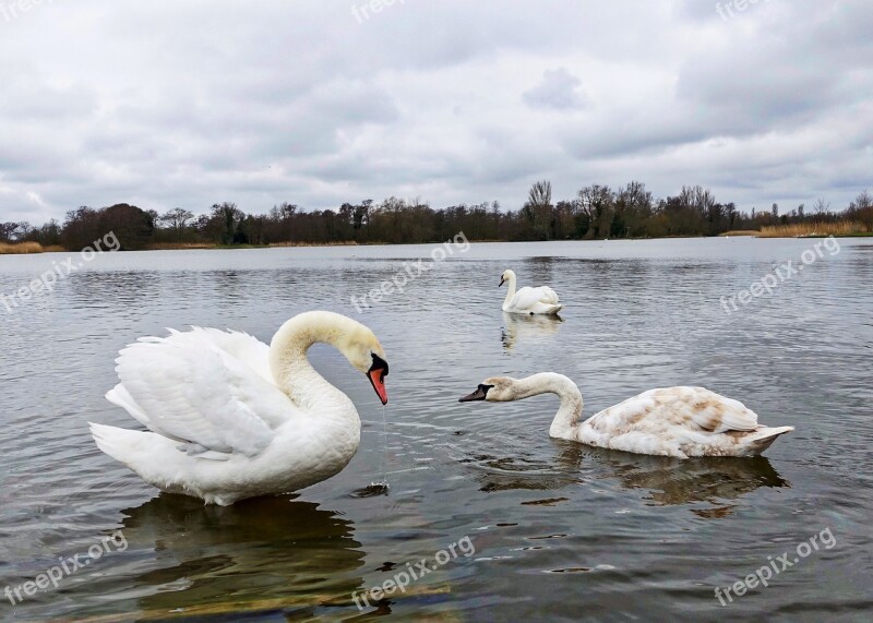 Swan Lake White Wildlife Water