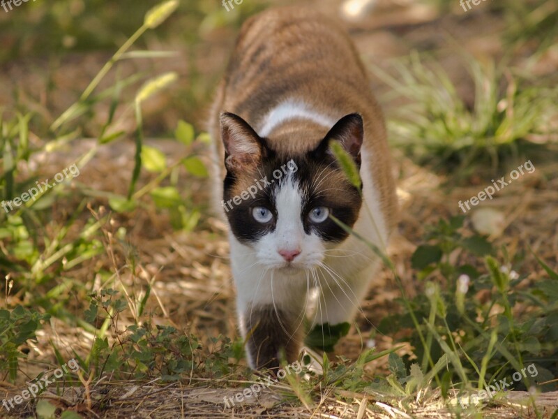 Cat Animals Domestic Cat Nature Felines